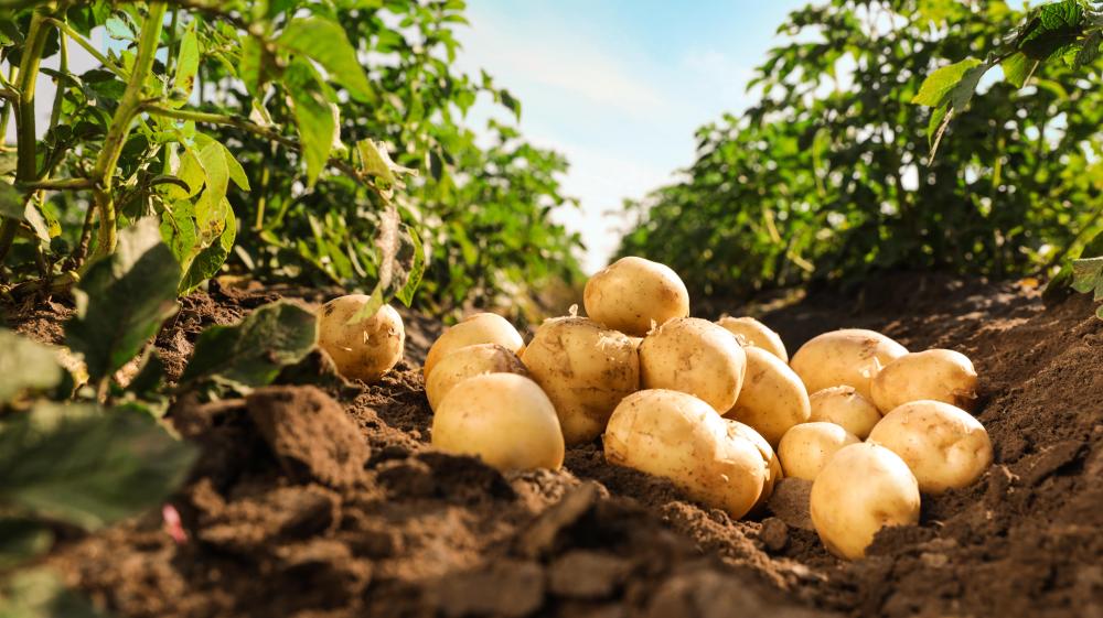 Pommes de terre