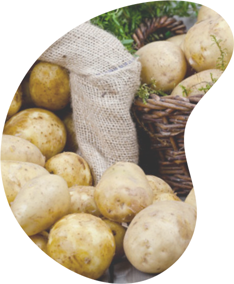 pomme de terre