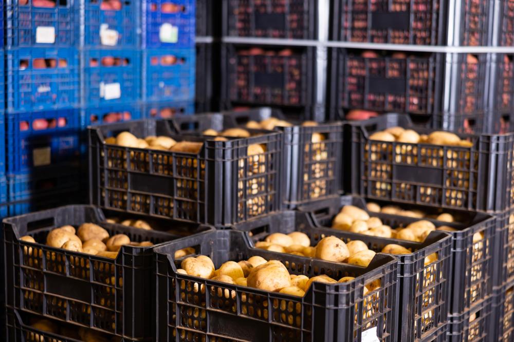 Pommes de terre